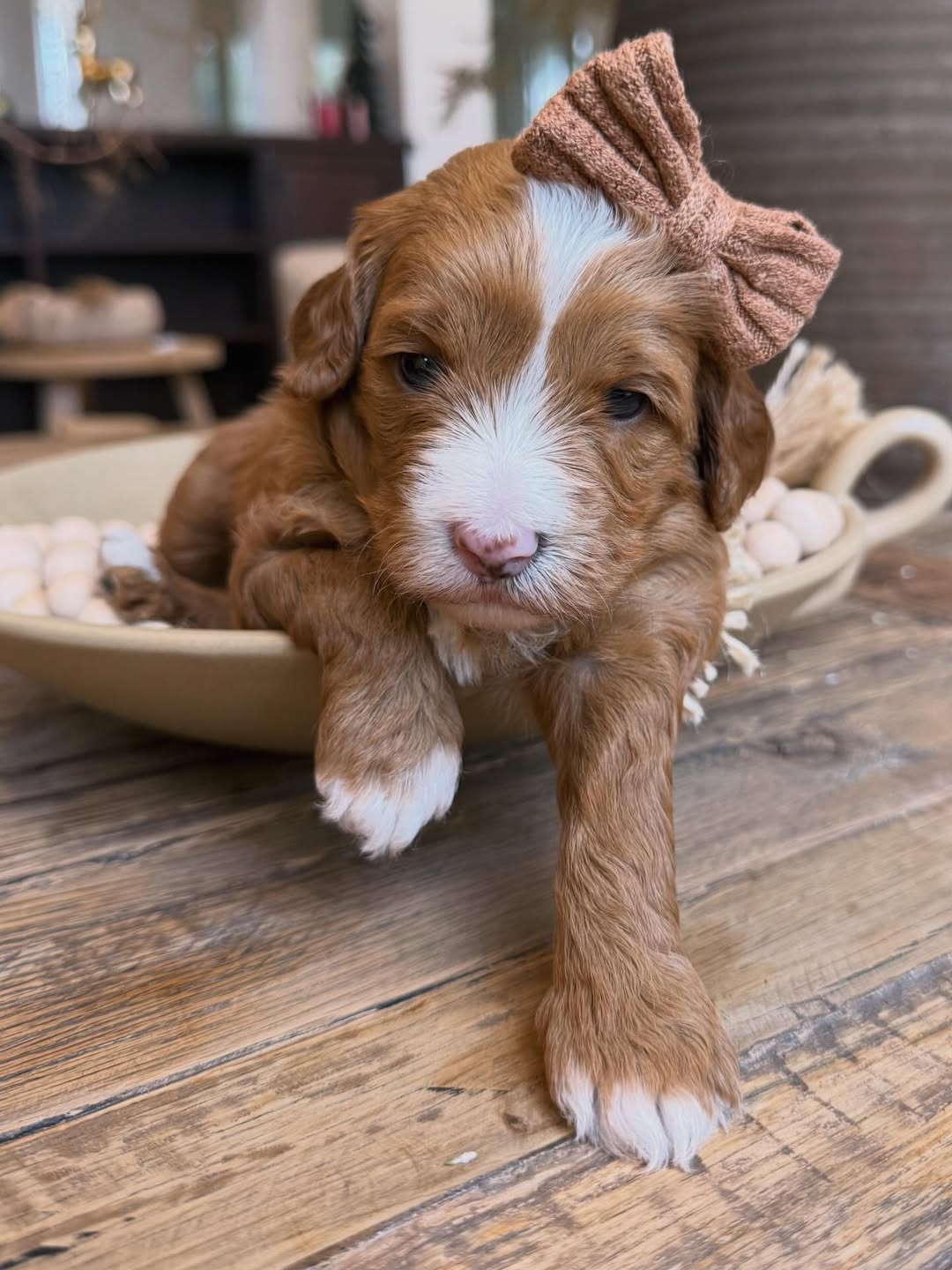 Meet Cardigan – Male Goldendoodle Puppy  Cardigan is an adorable 10-week-old male Goldendoodle with a playful, friendly, and affectionate personality. He is well-socialized with children and other pets, loves toys and playtime, and enjoys cuddles. Cardigan is intelligent, social, and ready to become a loving companion in his forever home.  Breed Goldendoodle Age 10 Weeks Gender Male Adoption Fee £650.00  📞 Call or WhatsApp +44 7418 605085 to reserve Cardigan today