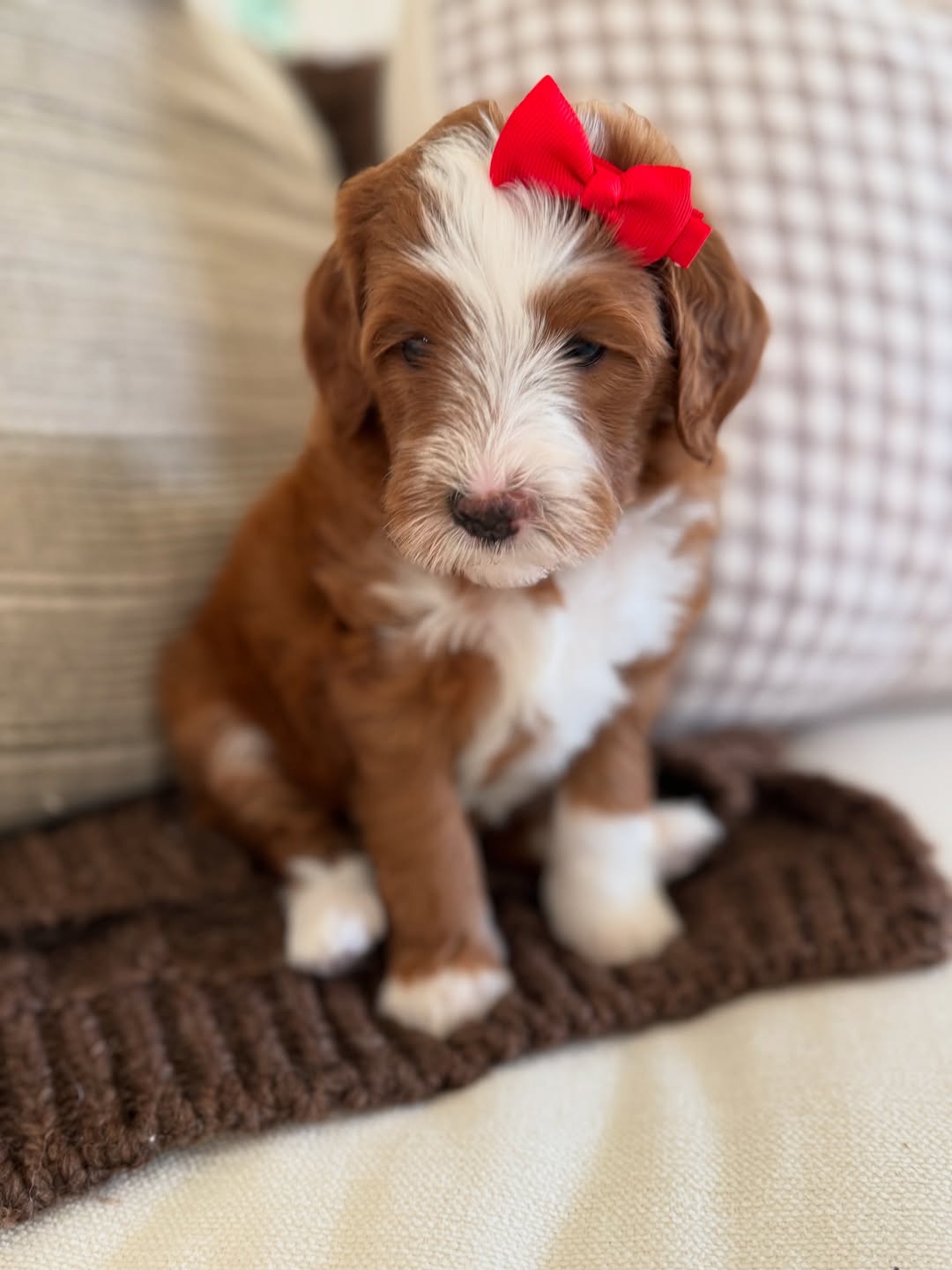 Meet Foxy – Female Goldendoodle Puppy  Foxy is an adorable 8-week-old female Goldendoodle with a playful, affectionate, and friendly personality. Well-socialized with children and other pets, she loves cuddles, toys, and interactive play. Foxy is intelligent, loving, and ready to bring joy and companionship to her forever home.  Breed: Goldendoodle Age: 8 Weeks Gender: Female Adoption Fee: £650.00  📞 Call or WhatsApp: +44 7418 605085 to reserve Foxy today!