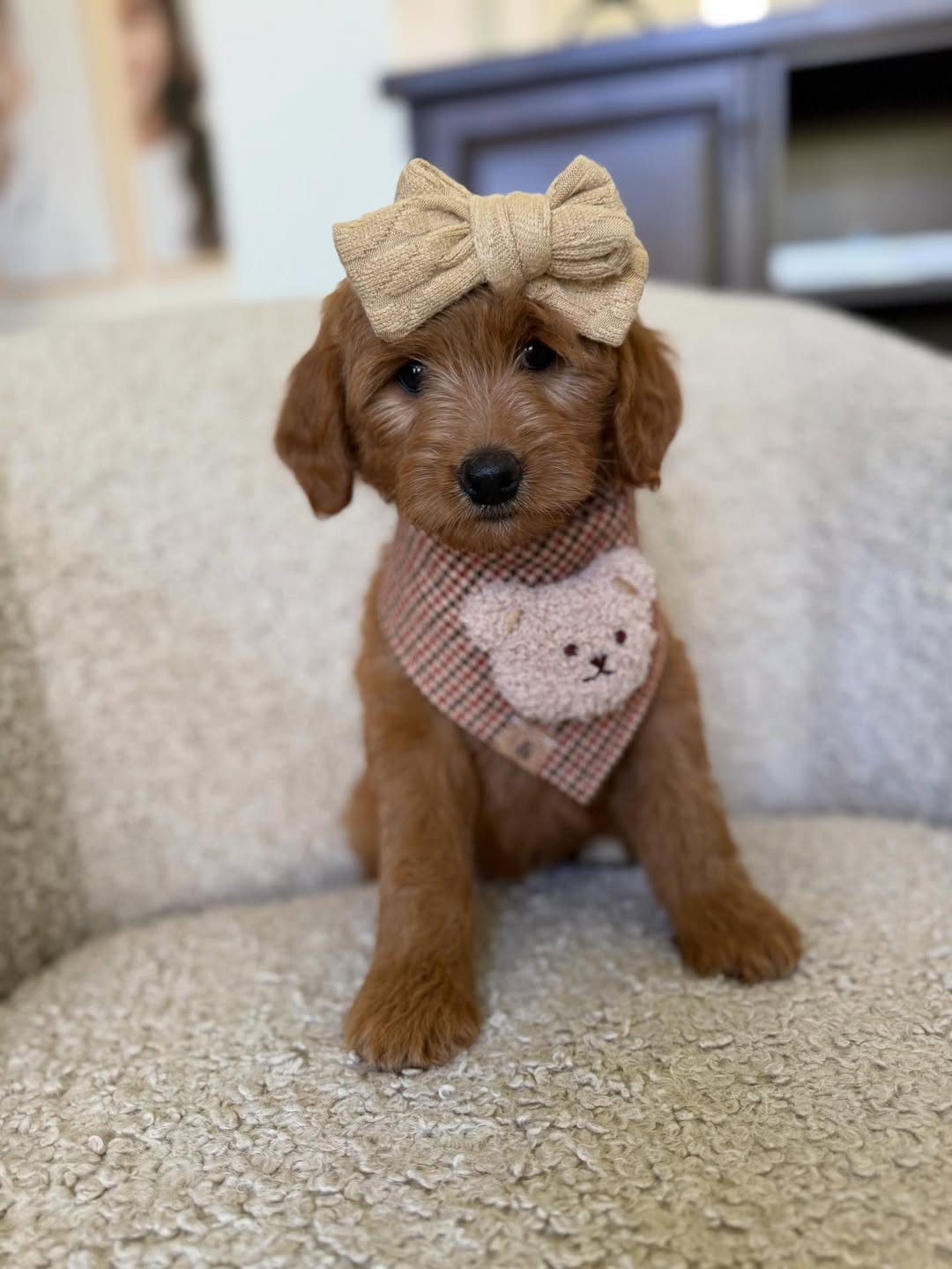 Meet Honey – Female Goldendoodle Puppy  Honey is a sweet and playful 8-week-old female Goldendoodle with an affectionate and friendly personality. She is well-socialized with children and other pets, loves cuddles, interactive play, and toys. Honey is intelligent, loving, and ready to bring joy and companionship to her forever home.  Breed: Goldendoodle Age: 8 Weeks Gender: Female Adoption Fee: £650.00  📞 Call or WhatsApp: +44 7418 605085 to reserve Honey today