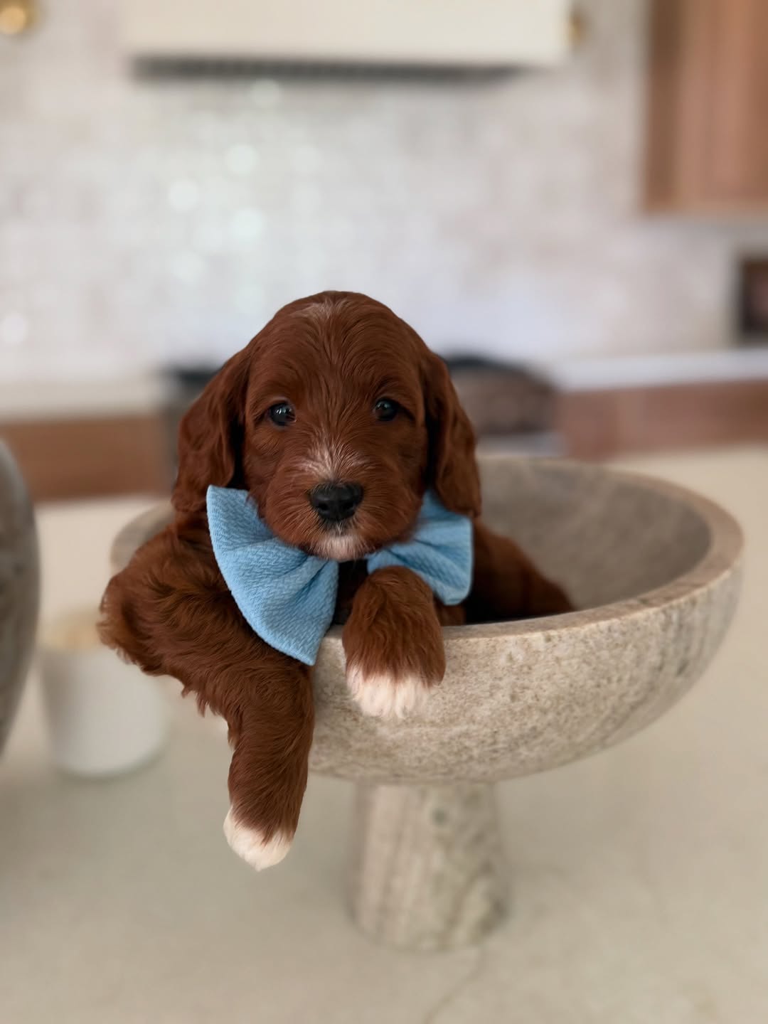 Meet Jasper – Male Goldendoodle Puppy  Jasper is a playful and affectionate 10-week-old male Goldendoodle. Well-socialized with children and other pets, he enjoys cuddles, toys, and interactive play. Jasper is intelligent, friendly, and ready to bring love and joy to his forever home.  Breed: Goldendoodle Age: 10 Weeks Gender: Male Adoption Fee: £650.00  📞 Call or WhatsApp: +44 7418 605085 to reserve Jasper today