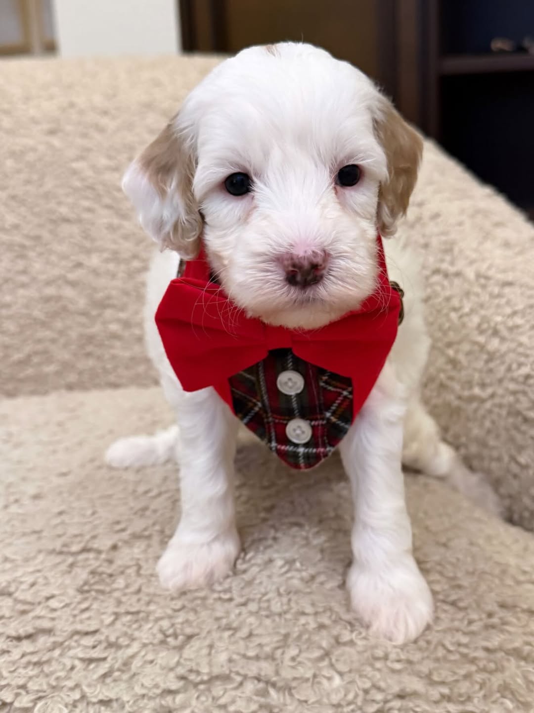 Female Goldendoodle Puppy