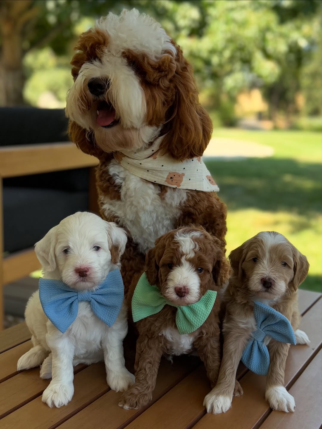 Meet Mama’s Boys – Male Goldendoodle Puppies  Mama’s Boys are adorable 10-week-old male Goldendoodle puppies with playful, affectionate, and friendly personalities. Well-socialized with children and other pets, they love cuddles, toys, and interactive play. These intelligent and loving puppies are ready to bring joy and companionship to their forever homes.  Breed: Goldendoodle Age: 10 Weeks Gender: Male Adoption Fee: £650.00 each  📞 Call or WhatsApp: +44 7418 605085 to reserve Mama’s Boys today