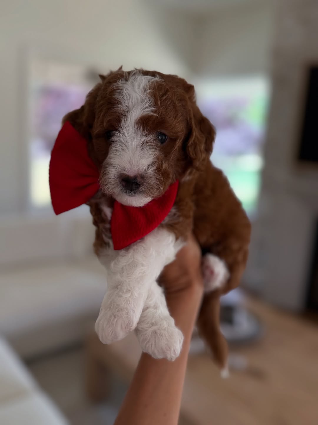 Meet Teddy – Male Goldendoodle Puppy  Teddy is a playful and affectionate 10-week-old male Goldendoodle. Well-socialized with children and other pets, he loves cuddles, toys, and interactive play. Teddy is intelligent, friendly, and ready to bring love and joy to his forever home.  Breed Goldendoodle Age 10 Weeks Gender Male Adoption Fee £650.00  📞 Call or WhatsApp +44 7418 605085 to reserve Teddy today