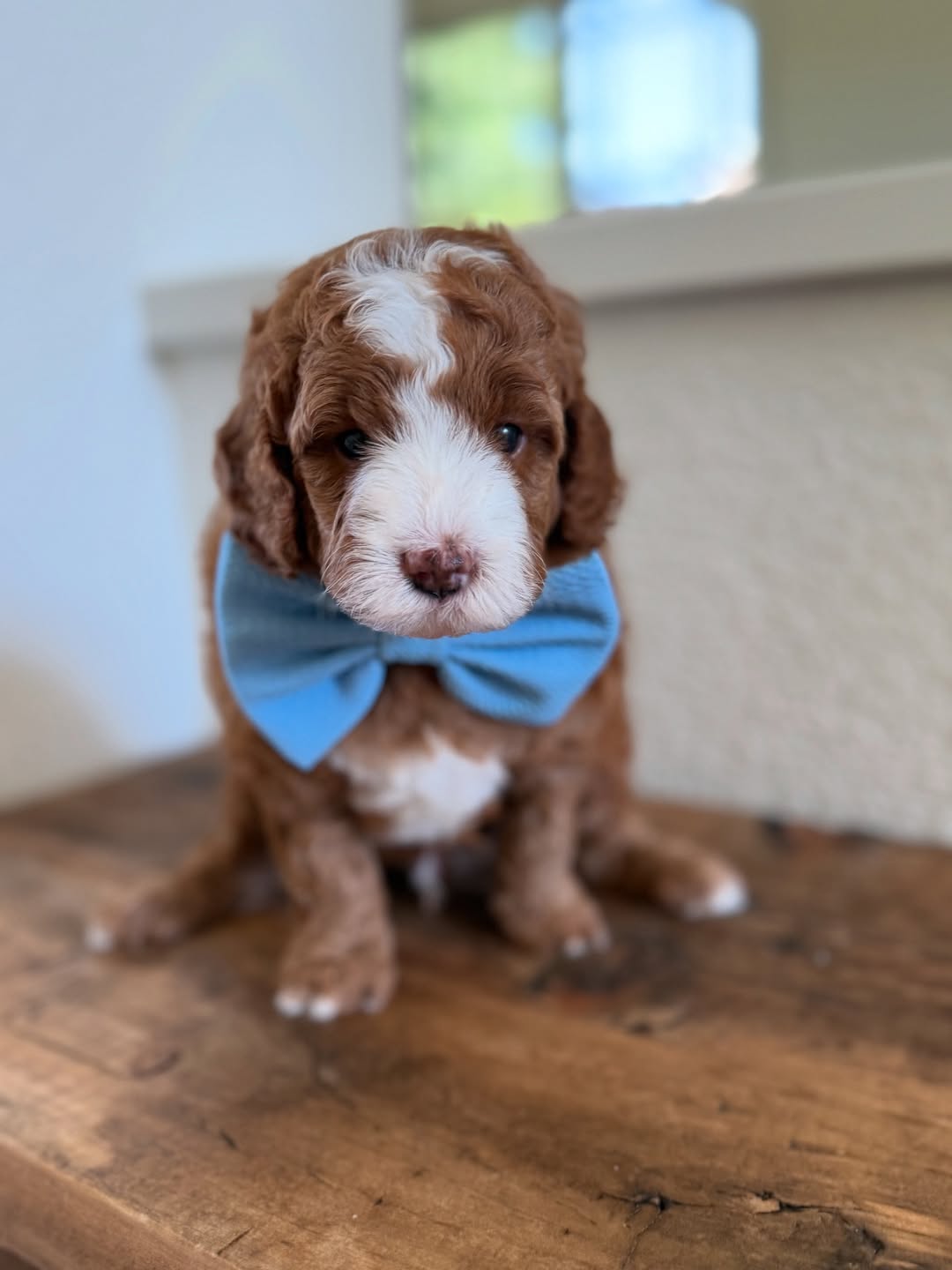 Meet Nala – Female Goldendoodle Puppy  Nala is a charming 8-week-old female Goldendoodle with a playful, affectionate, and friendly personality. Well-socialized with children and other pets, she loves cuddles, toys, and interactive play. Nala is intelligent, loving, and ready to bring joy and companionship to her forever home.  Breed: Goldendoodle Age: 8 Weeks Gender: Female Adoption Fee: £650.00  📞 Call or WhatsApp: +44 7418 605085 to reserve Nala today