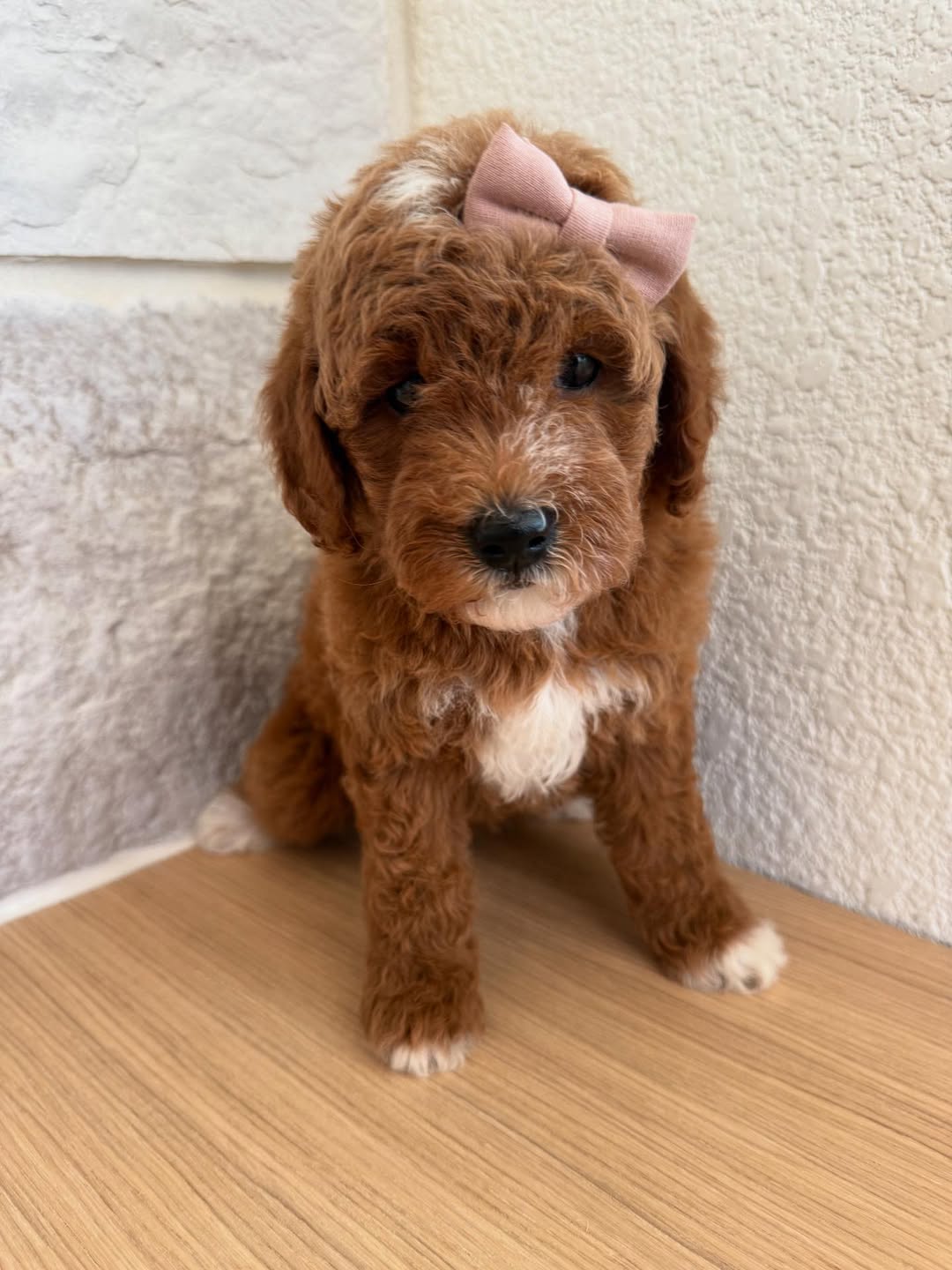 Meet Mini – Male Goldendoodle Puppy  Mini is an adorable 10-week-old male Goldendoodle with a playful, affectionate, and friendly personality. Well-socialized with children and other pets, he enjoys toys, cuddles, and interactive play. Mini is intelligent, social, and ready to bring love and joy to his forever home.  Breed: Goldendoodle Age: 10 Weeks Gender: Male Adoption Fee: £650.00  📞 Call or WhatsApp: +44 7418 605085 to reserve Mini today