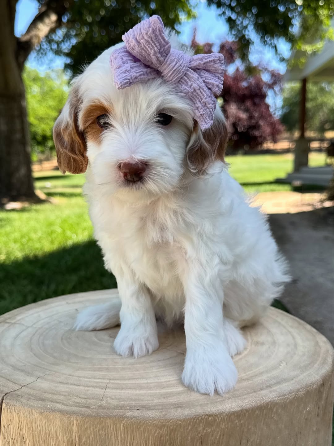 Vanilla (2)