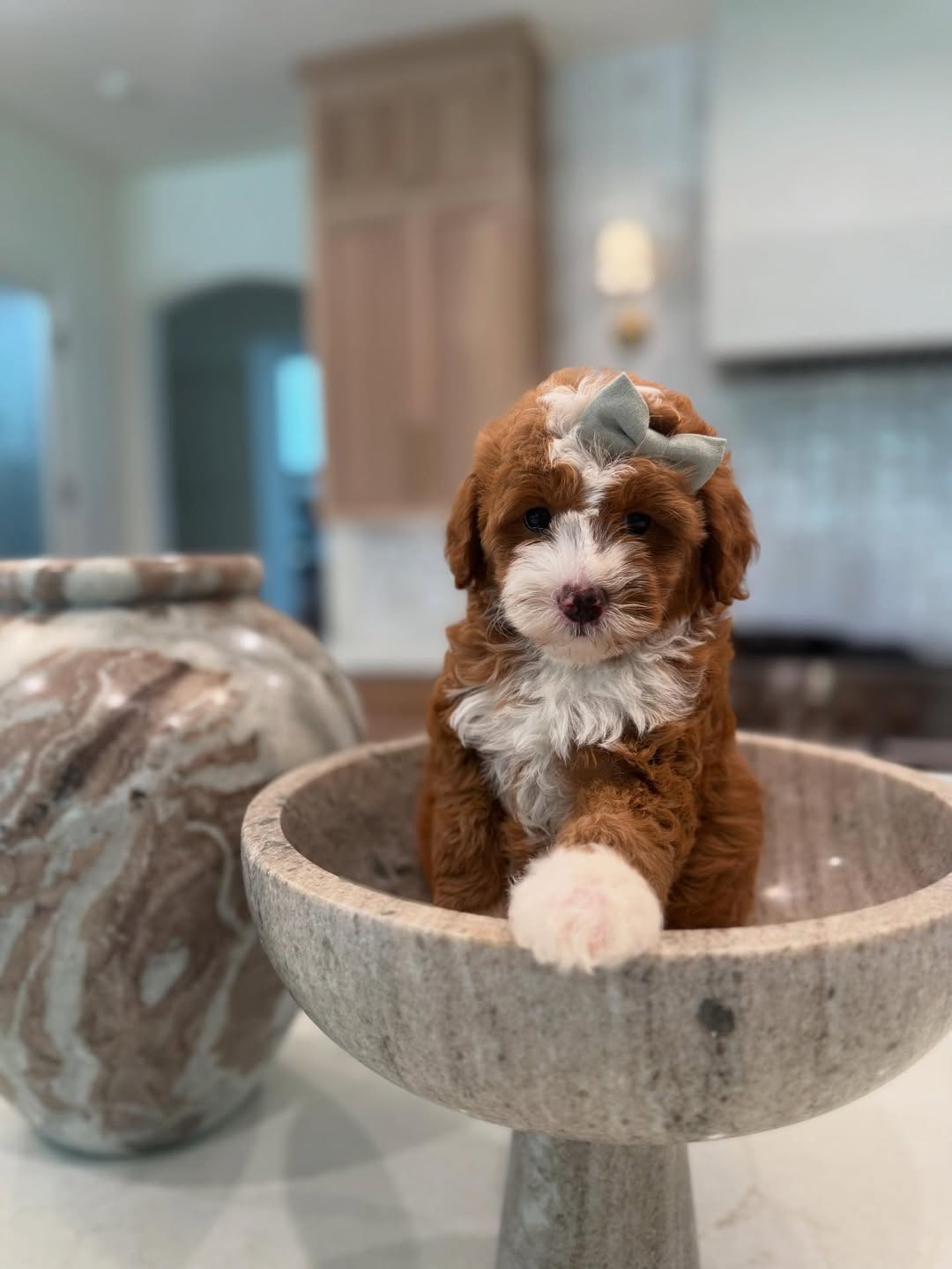 Meet Pie – Male Goldendoodle Puppy  Pie is a charming 10-week-old male Goldendoodle with a playful, affectionate, and friendly personality. Well-socialized with children and other pets, he loves cuddles, toys, and interactive play. Pie is intelligent, social, and ready to bring love and joy to his forever home.  Breed: Goldendoodle Age: 10 Weeks Gender: Male Adoption Fee: £650.00  📞 Call or WhatsApp: +44 7418 605085 to reserve Pie today