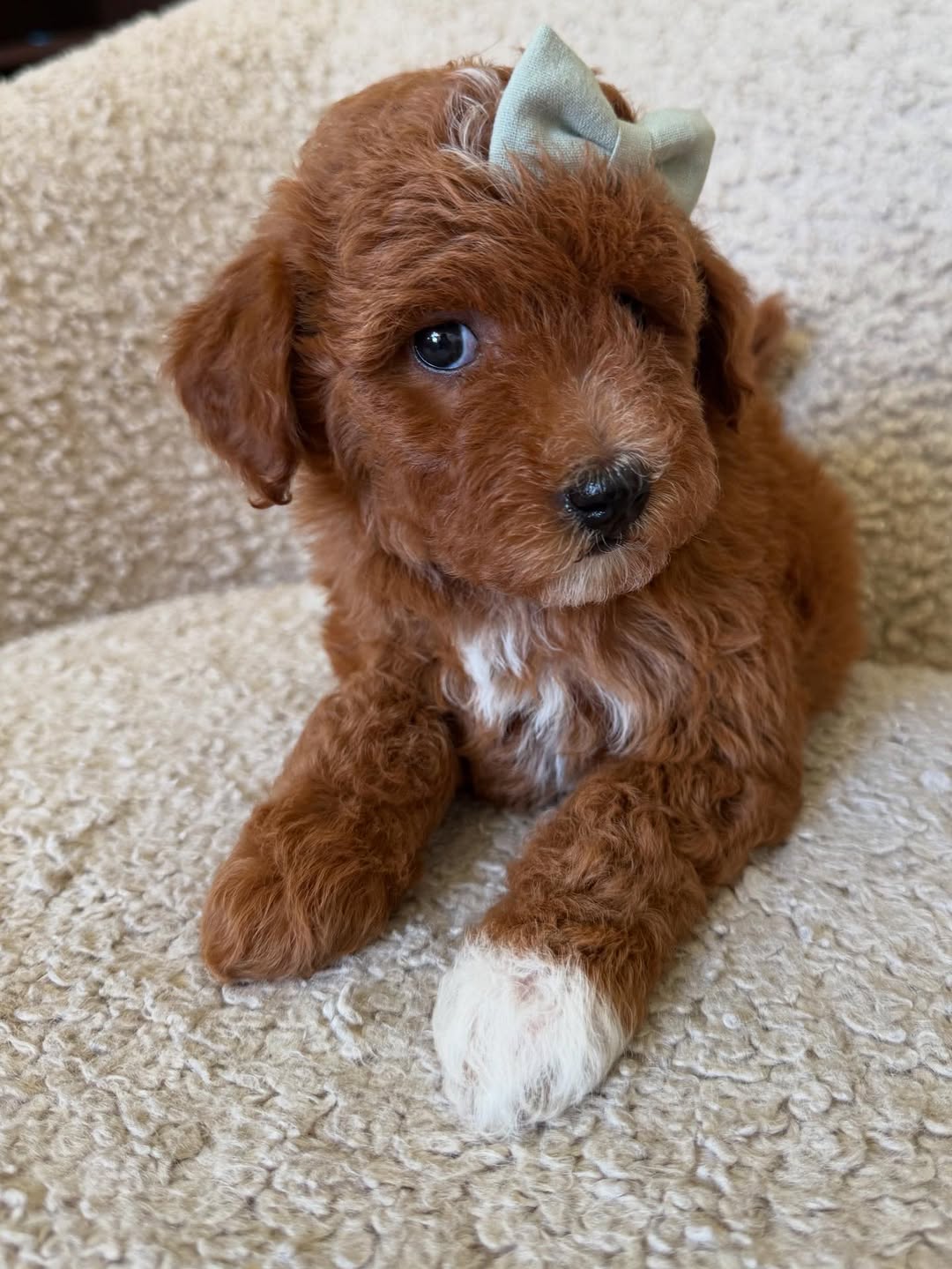 Meet Sass – Female Goldendoodle Puppy  Sass is a playful and affectionate 8-week-old female Goldendoodle. She is well-socialized with children and other pets, loves cuddles, interactive play, and toys. Sass is intelligent, loving, and ready to bring joy and companionship to her forever home.  Breed: Goldendoodle Age: 8 Weeks Gender: Female Adoption Fee: £650.00  📞 Call or WhatsApp: +44 7418 605085 to reserve Sass today